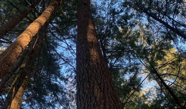 Hemlock trees